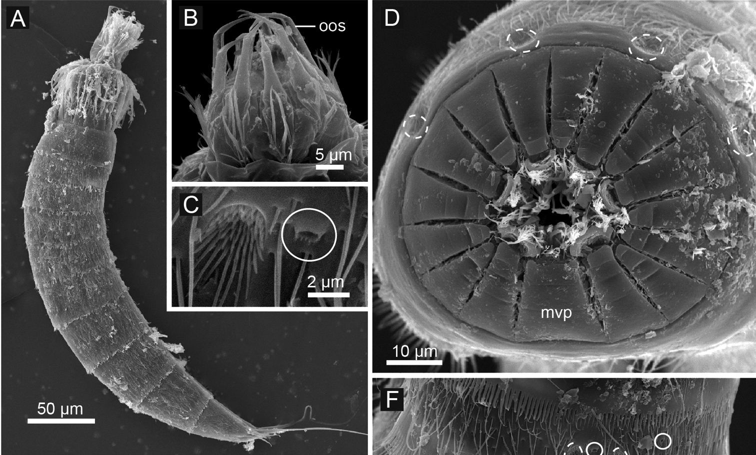 Представитель Семейства Echinoderidae
